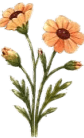 Çiçek 2